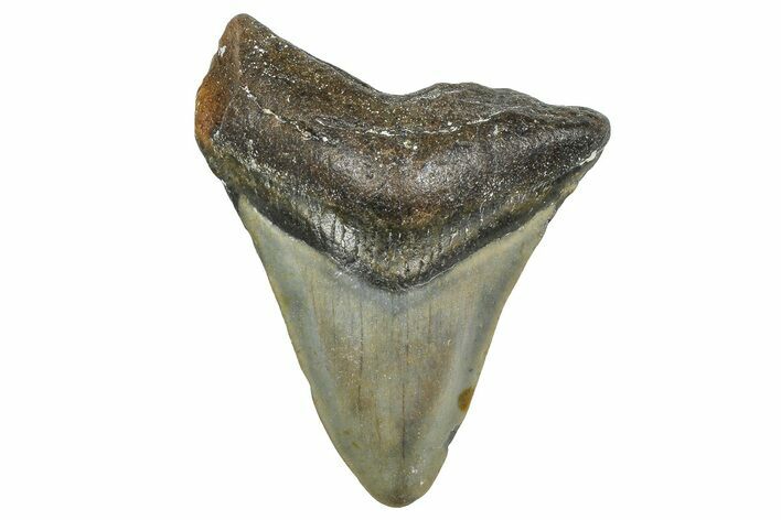 Juvenile Megalodon Tooth - North Carolina #364978